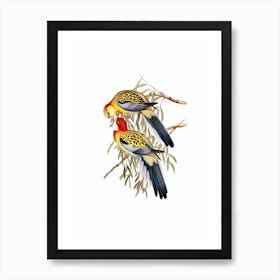 Vintage Splendid Parakeet Parrot Bird Illustration on Pure White n.0317 Art Print