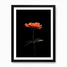 Single Orange Flower On Black Background 2 Art Print