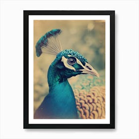 Peacock Polaroid Inspired 1 Art Print