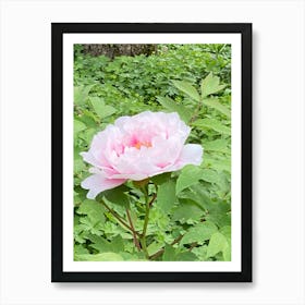 Img 4298  Peony paradise Art Print