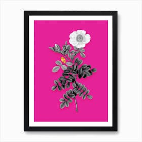 Vintage Macartney Rose Black and White Gold Leaf Floral Art on Hot Pink n.0328 Art Print