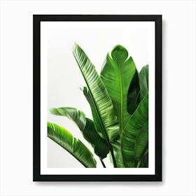 Green Banana Plant On White Background Art Print