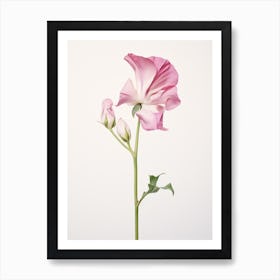 Pressed Flower Botanical Art Sweet Pea 1 Art Print