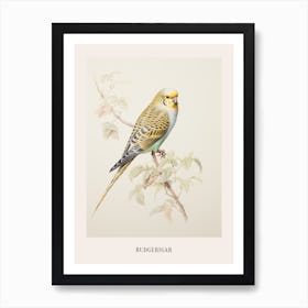 Vintage Bird Drawing Budgerigar 3 Poster Art Print