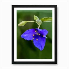 Purple Spiderwort Flower Art Print