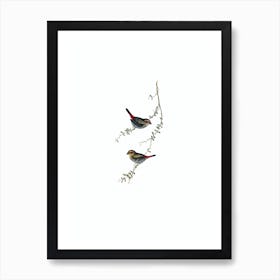 Vintage Red Eared Finch Bird Illustration on Pure White n.0129 Art Print