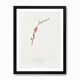 Peach Blossom (Prunus Persica) From Pomona Italiana (1817 1839), Giorgio Gallesio Art Print