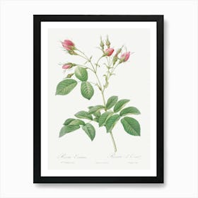 Evrat S Rose With Crimson Buds, Pierre Joseph Redoute Art Print