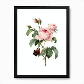Vintage Provence Rose Botanical Illustration on Pure White Art Print