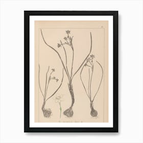 Lily Of The Valley 6 Art Print