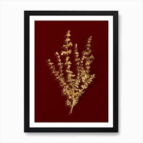 Vintage Cat Thyme Plant Botanical in Gold on Red n.0003 Art Print