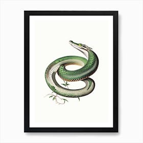 Boomslang Snake 1 Vintage Art Print