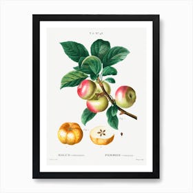 Apple (Malus Communis), Pierre Joseph Redoute Art Print