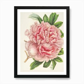 Pink Peony Art Print