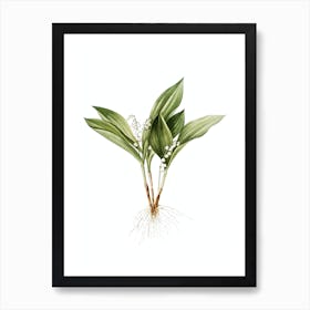 Vintage Lily of the Valley Botanical Illustration on Pure White n.0360 Art Print