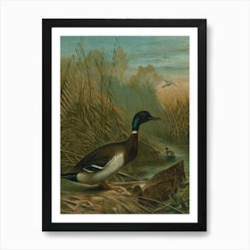 Vintage Mallard Duck Art Print