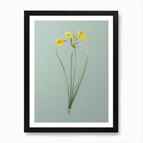 Vintage Rush Daffodil Botanical Art on Mint Green n.0275 Art Print