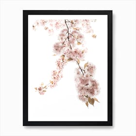 Spring Blossom III Art Print