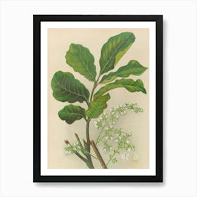 Neem Tree Art Print