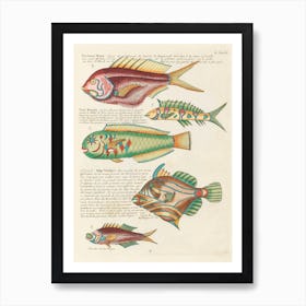 Colourful And Surreal Illustrations Of Fishes Found In Moluccas (Indonesia) And The East Indies, Louis Renard(62 Art Print