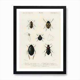 Different Types Of Beetles, Charles Dessalines D'Orbigny 2 Art Print