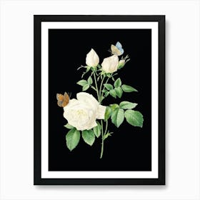 Vintage White Bengal Rose Botanical Illustration on Solid Black n.0419 Art Print