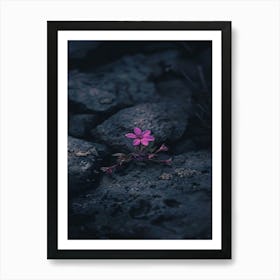 Flower In The Rocks Art Print