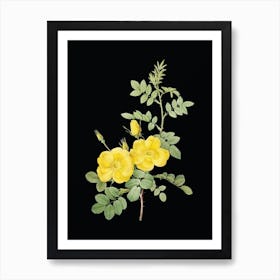 Vintage Yellow Sweetbriar Roses Botanical Illustration on Solid Black n.0153 Art Print