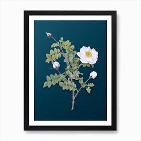 Vintage White Burnet Roses Botanical Art on Teal Blue n.0355 Art Print