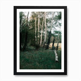 Forest Scene Art Print