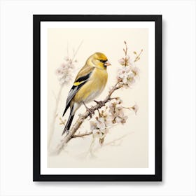 Vintage Bird Drawing American Goldfinch 2 Art Print