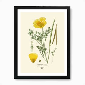 California Poppy Art Print