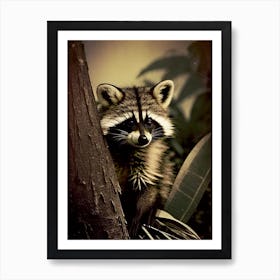 Raccoon Behind Tree Vintage Photography Art Print