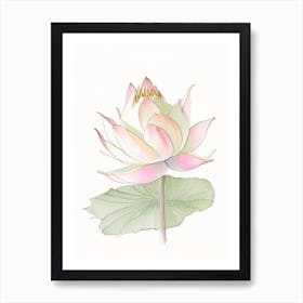 Sacred Lotus Pencil Illustration 5 Art Print