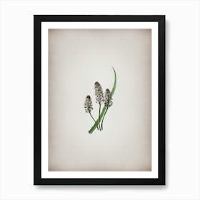 Vintage Meadow Squill Flower Botanical on Parchment n.0648 Art Print