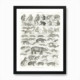 Mammalia, Oliver Goldsmith    Art Print