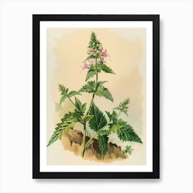 Vintage Illustration Mountain Spleenwort 1 Art Print