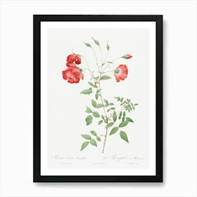 Red Rose, Also Known As Bengal In Bouquet, Pierre Joseph Redoute Art Print