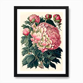 Shirley Temple Peonies Vintage Botanical Art Print