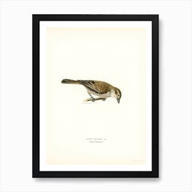 Red Backed Shrike Female, The Von Wright Brothers Art Print