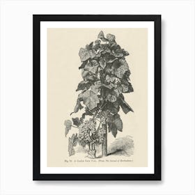 Vintage Illustration Of A Castle Coch Vine, John Wright Art Print