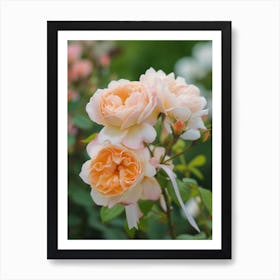 English Roses Painting Rose With A Ribbon 2 Art Print