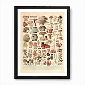 Antique Mushroom Poster - Vintage Nature Illustration Botanical Wall Decor Art Print