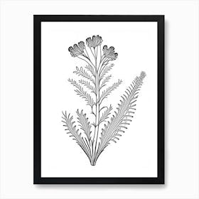 Costmary Herb William Morris Inspired Line Drawing 1 Art Print