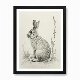 Californian Rabbit Drawing 3 Art Print