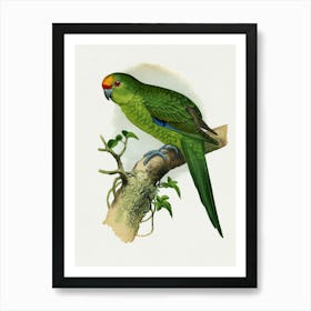 Parrot 16 Art Print