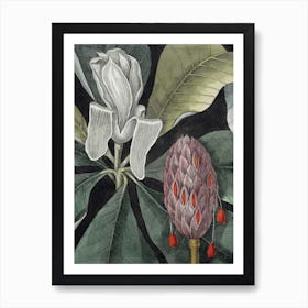 Vintage Catesby 1 Magnolia Amplissimo Art Print