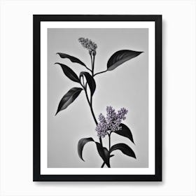 Lilac B&W Pencil 1 Flower Art Print