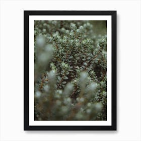 Green foliage on a New Zealand hike Art Print