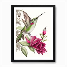 Anna S Hummingbird Vintage Botanical Line Drawing Art Print